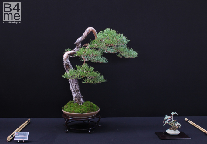scots pine bonsai